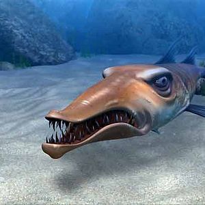 Fotoğraf Cesur Balık