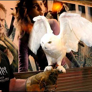 Fotoğraf Harry Potter ve Melez Prens