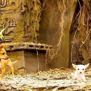 Fotoğraf Beverly Hills Çuvava