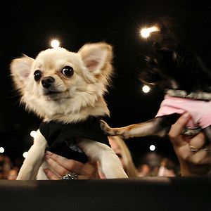 Fotoğraf Beverly Hills Çuvava