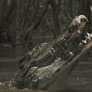 Fotoğraf Andrew Traucki