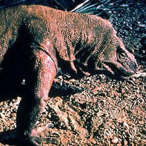 Fotoğraf Michael Lantieri