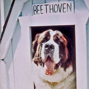 Fotoğraf Afacan Köpek Beethoven