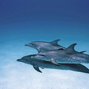 Fotoğraf Jean-Jacques Mantello