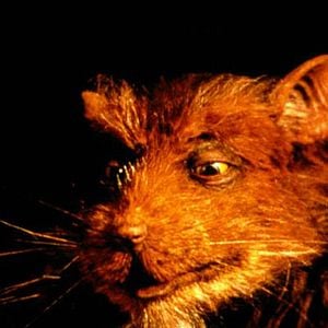 Fotoğraf Ninja Turtles