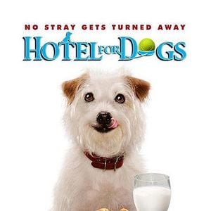 Fotoğraf Köpek Oteli