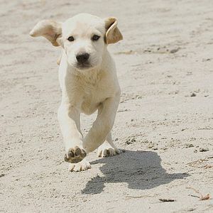 Fotoğraf David Frankel