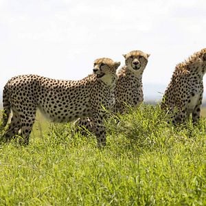 Fotoğraf Afrika Kedileri