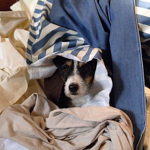 Fotoğraf Da Kommt Kalle