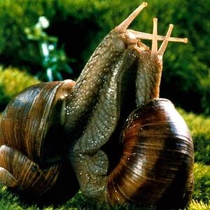 Fotoğraf Çayırın Sakinleri