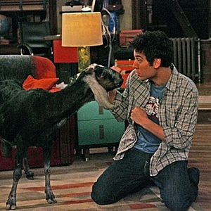 Fotoğraf Josh Radnor