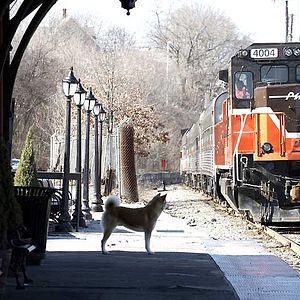 Fotoğraf Hachi: A Dog’s Tale