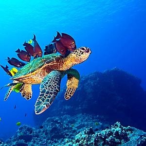 Fotoğraf Jean-Jacques Mantello