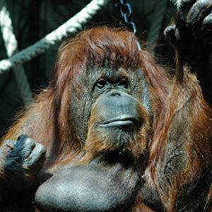 Fotoğraf Nicolas Philibert