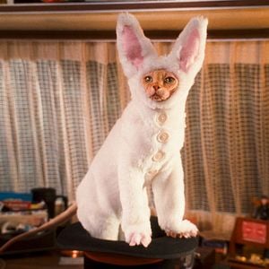 Fotoğraf Kevin Lima