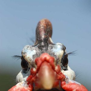 Fotoğraf Frédéric Goupil