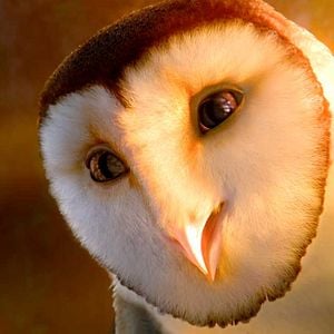 Fotoğraf Baykuş Krallığı Efsanesi