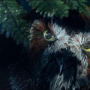 Fotoğraf Baykuş Krallığı Efsanesi