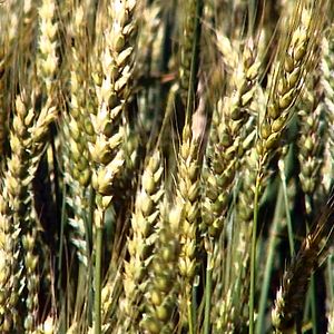 Fotoğraf Sorun Küresel, Çözüm Yerel