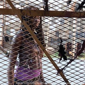 Fotoğraf Danai Gurira