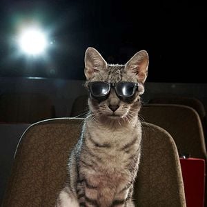 Fotoğraf Çizmeli Kedi