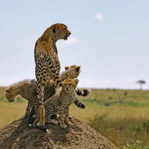 Fotoğraf Serengeti