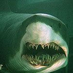 Fotoğraf Mavi Korku