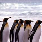 Fotoğraf Kuşlar Kanatlı Uygarlık