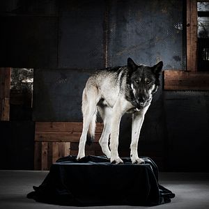 Fotoğraf Riese: Kingdom Falling