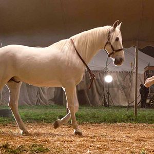 Fotoğraf Aşkın Büyüsü