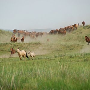 Fotoğraf Byambasuren Davaa