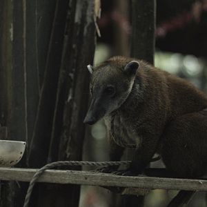 Fotoğraf Operación Jaque