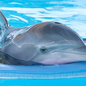 Fotoğraf Charles Martin Smith