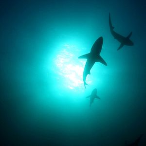 Fotoğraf John Stockwell