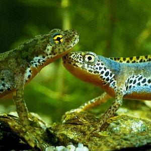 Fotoğraf Marie Pérennou