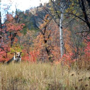 Fotoğraf Can Yoldaşım