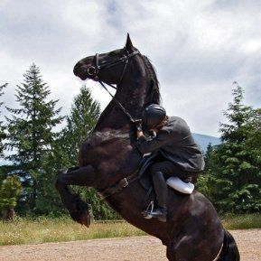 Fotoğraf The Dark Horse