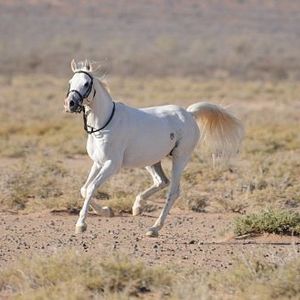 Fotoğraf Tornado and the Kalahari Horse Whisperer