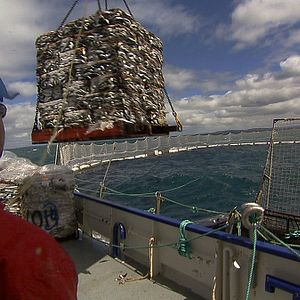 Fotoğraf Sushi - The Global Catch