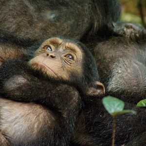 Fotoğraf Chimpanzee