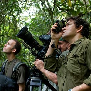 Fotoğraf Chimpanzee