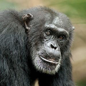 Fotoğraf Chimpanzee