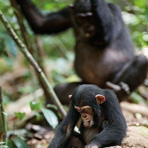Fotoğraf Chimpanzee