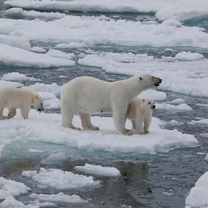Fotoğraf To the Arctic