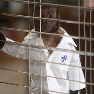 Fotoğraf Animal Practice