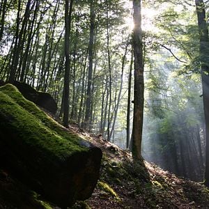 Fotoğraf Das grüne Wunder - Unser Wald