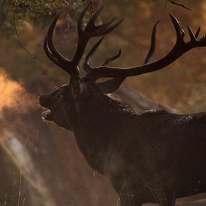 Fotoğraf Das grüne Wunder - Unser Wald