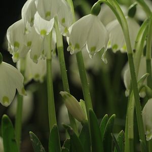 Fotoğraf Das grüne Wunder - Unser Wald