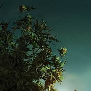 Fotoğraf Bates Motel