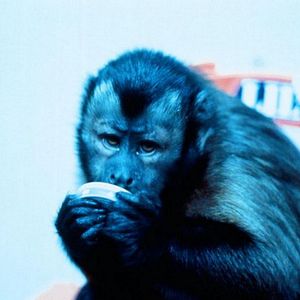 Fotoğraf Monkey Shines